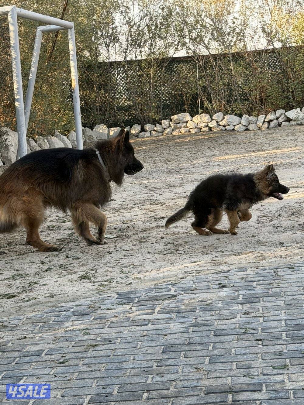 للبيع نثيه جيرمين لونق شو جامبو الي يحب حجم وشي صعب3