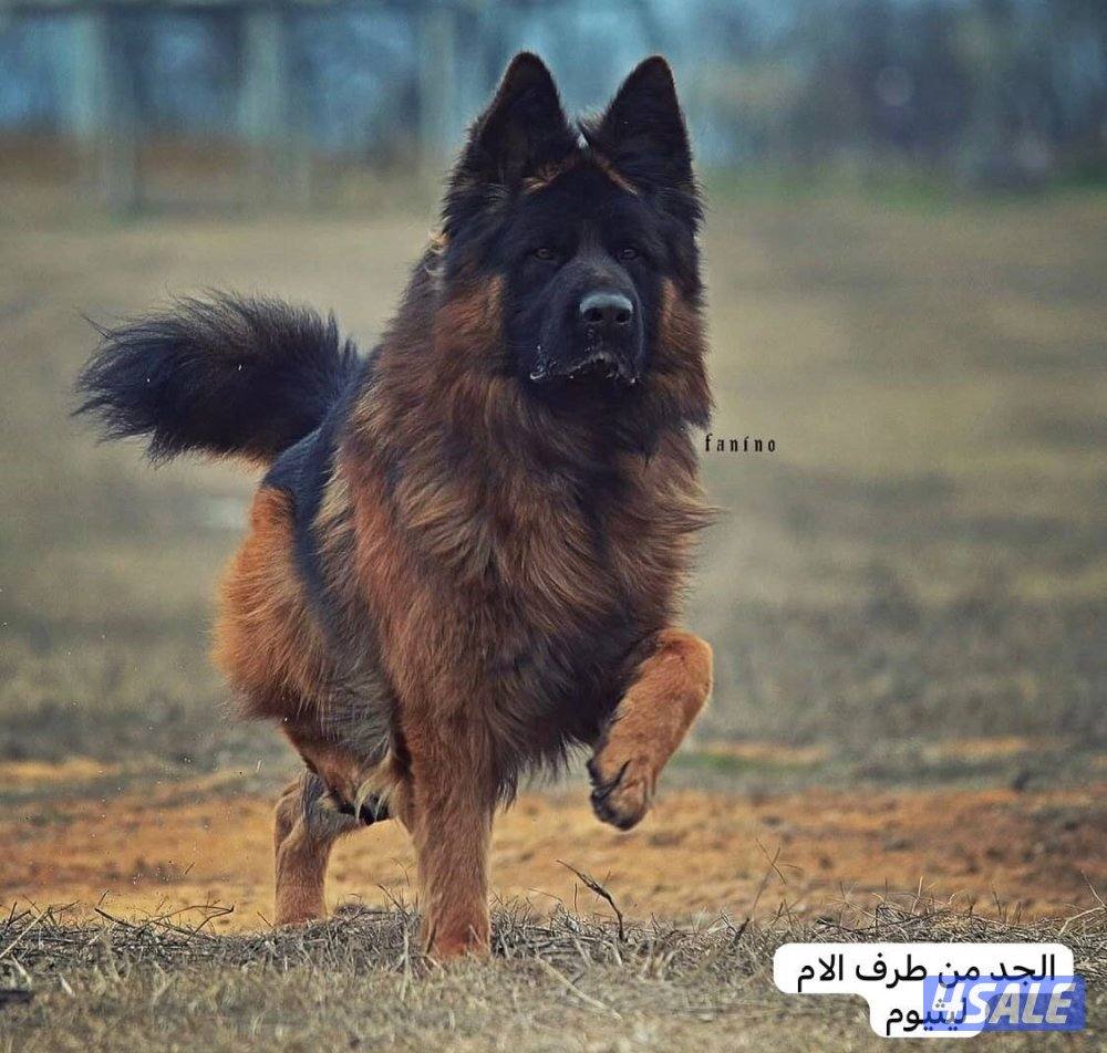 للبيع نثيه جيرمين لونق شو جامبو الي يحب حجم وشي صعب4