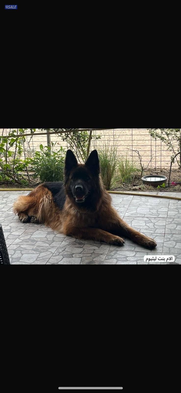 للبيع نثيه جيرمين لونق شو جامبو الي يحب حجم وشي صعب5