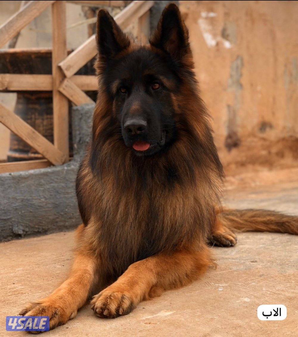 للبيع نثيه جيرمين لونق شو جامبو الي يحب حجم وشي صعب6