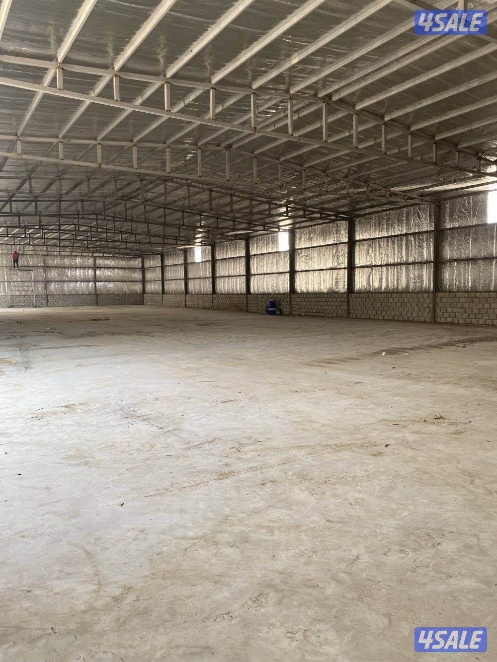 كبد امغره متوفر0