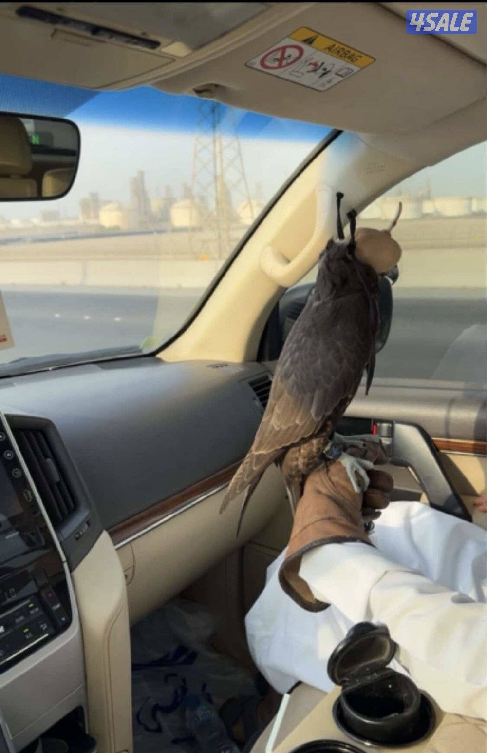 للبيع جير تبع فرخ0