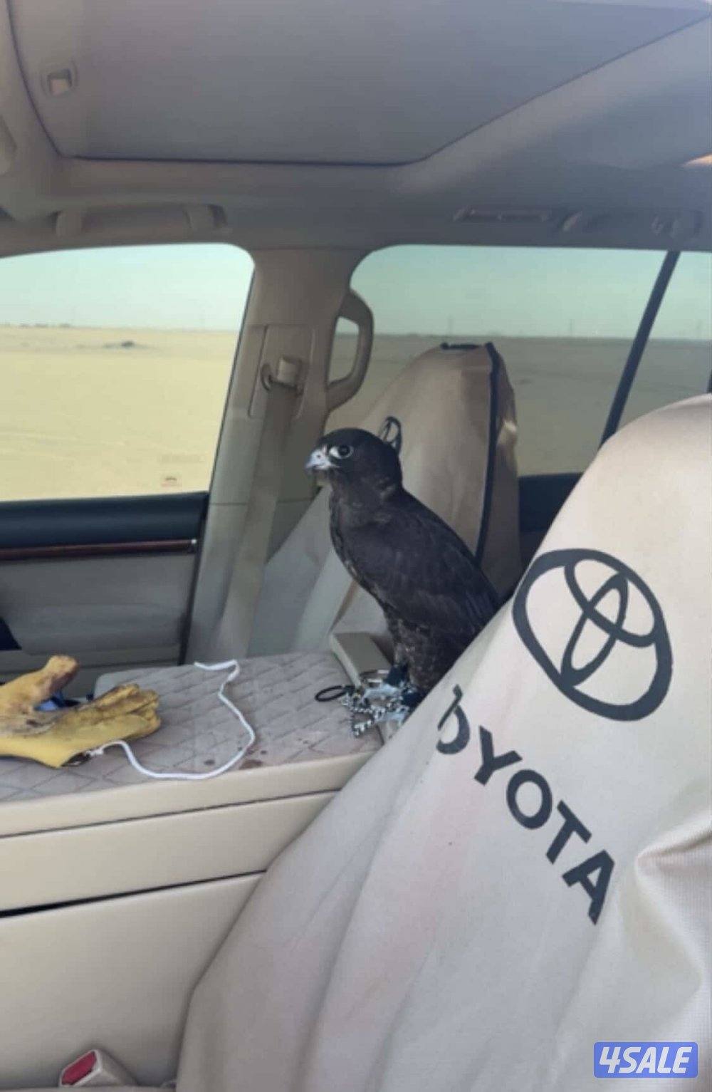 للبيع جير تبع فرخ1