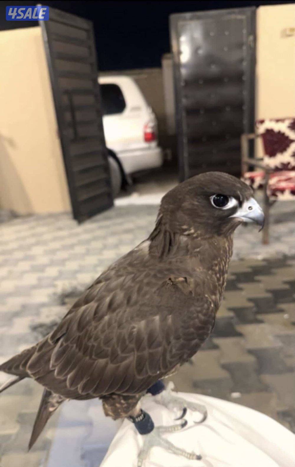 للبيع جير تبع فرخ2