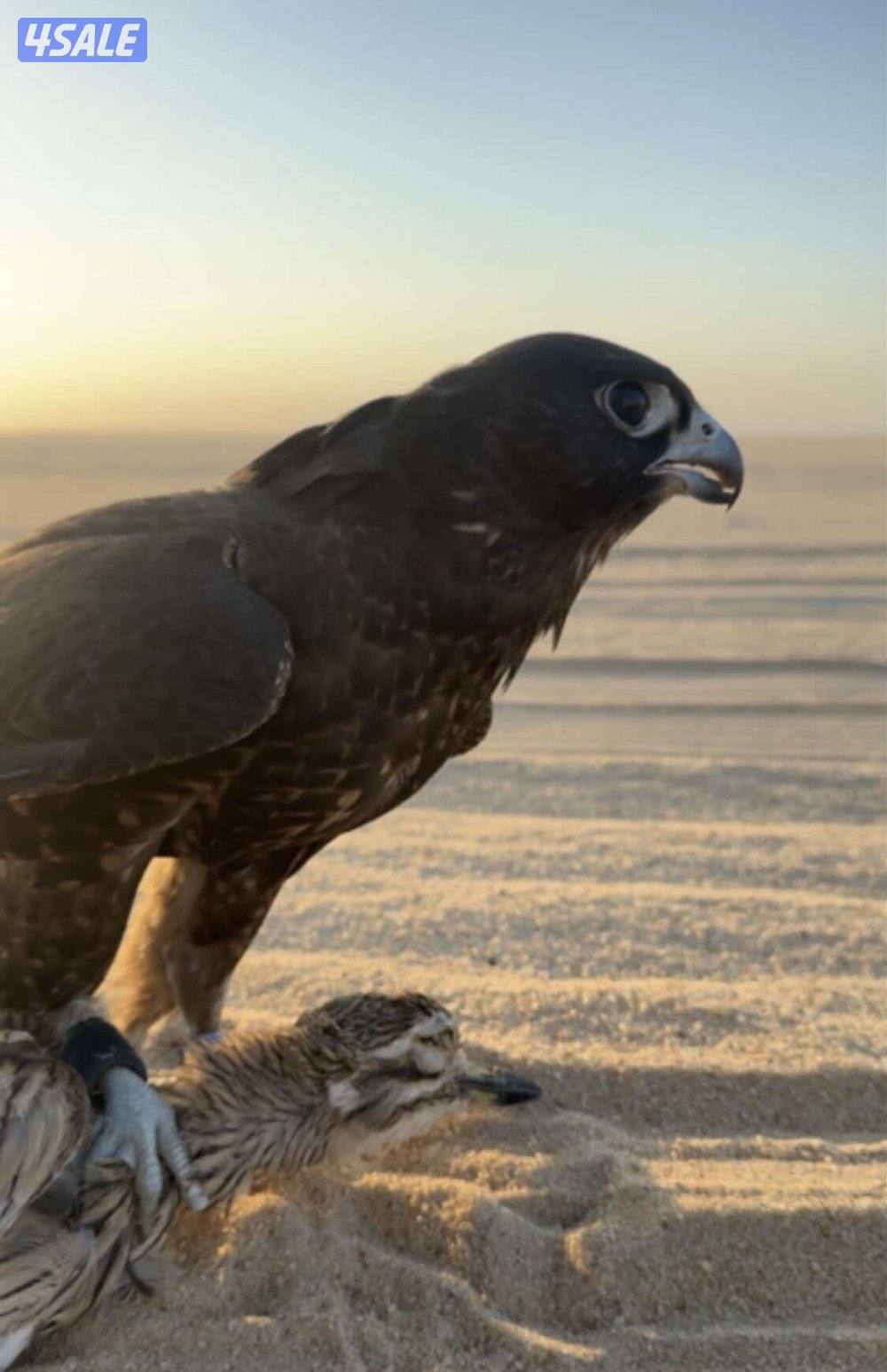 للبيع جير تبع فرخ3