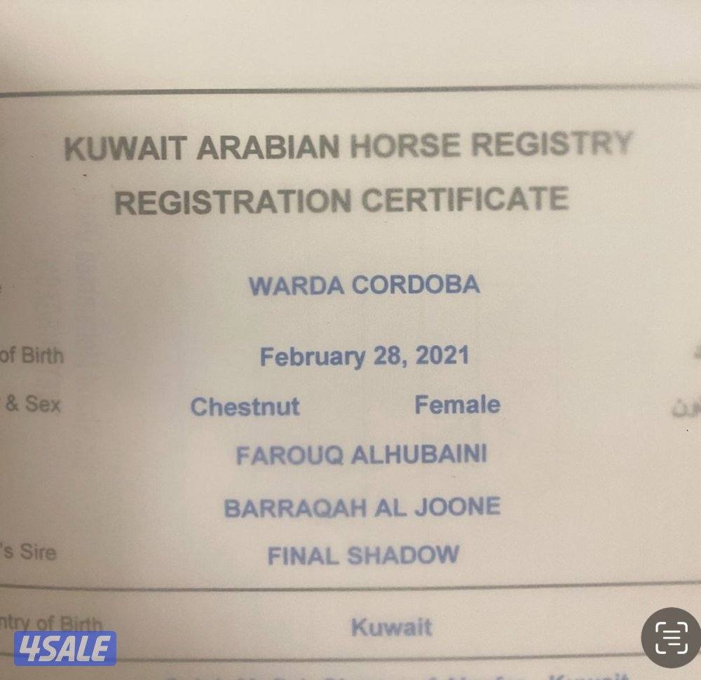 فرس للبيع1