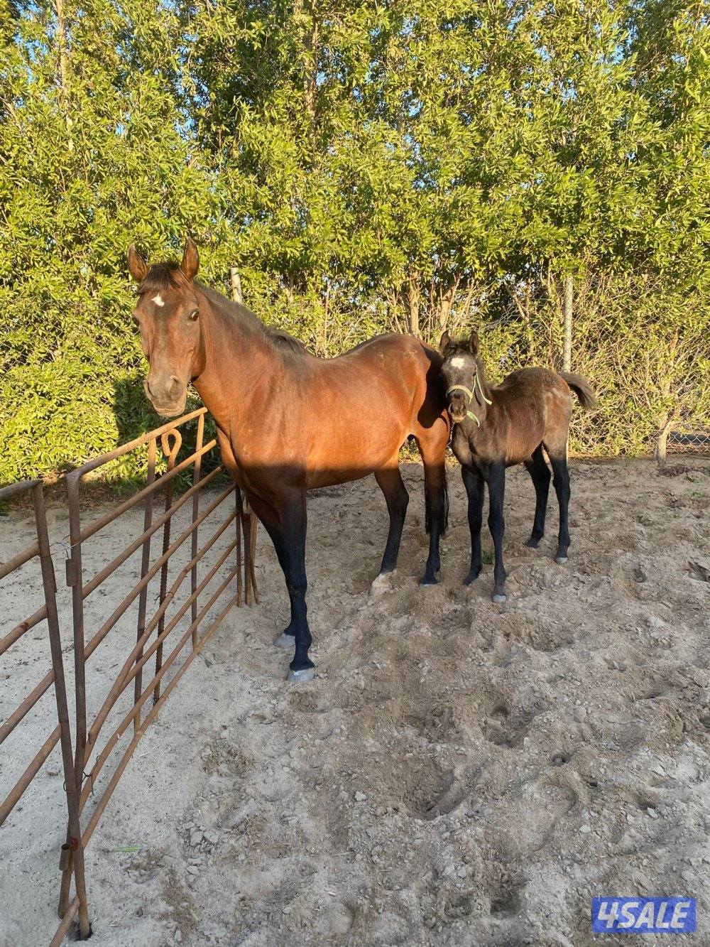 فرس للبيع2