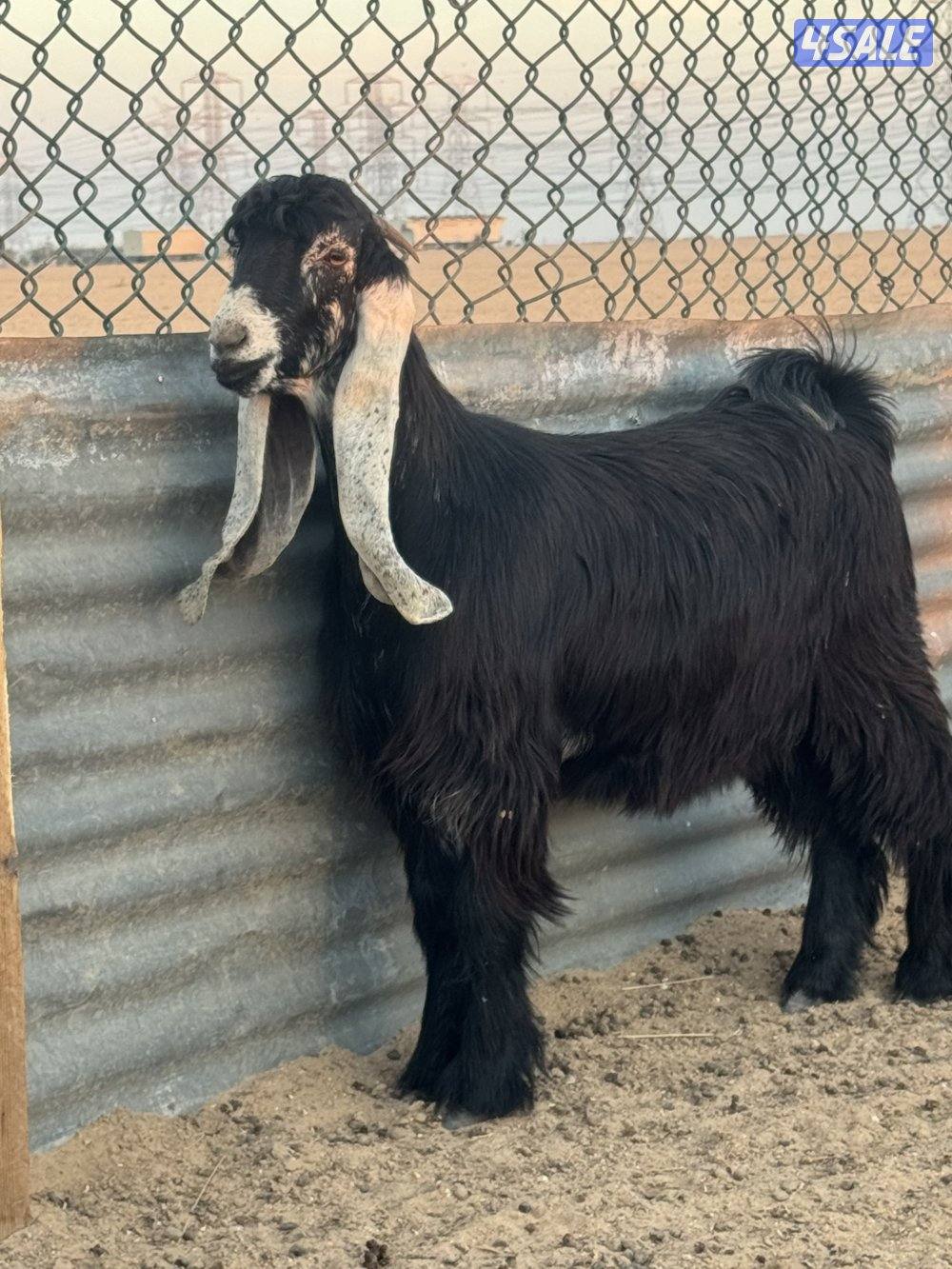 جذعات طيبه0