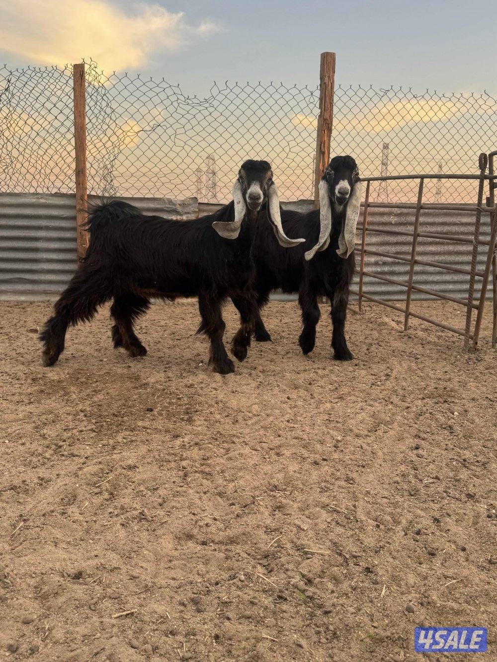 جذعات طيبه1