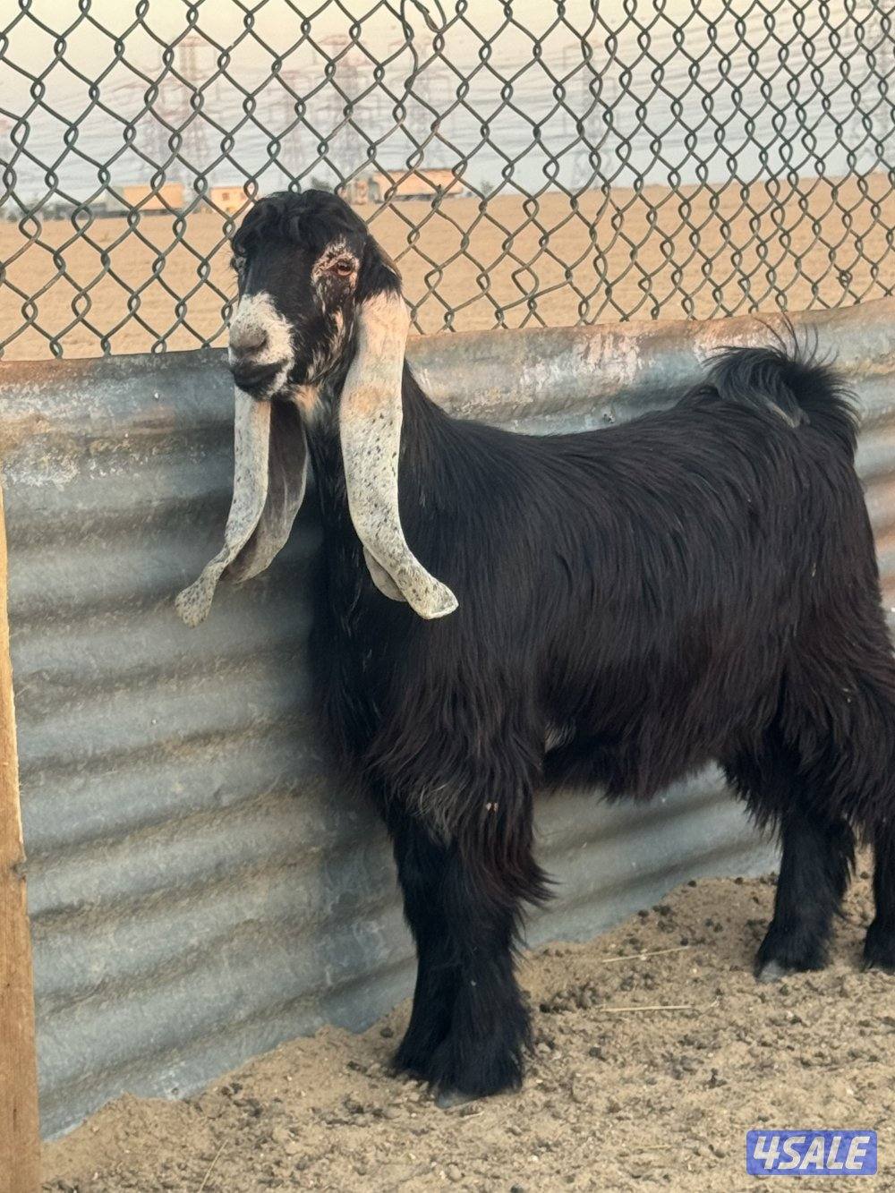 جذعات طيبه3