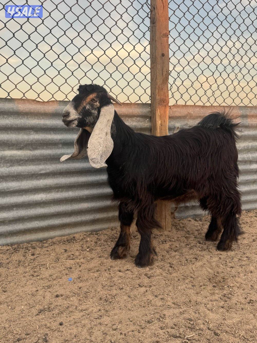 جذعات طيبه4