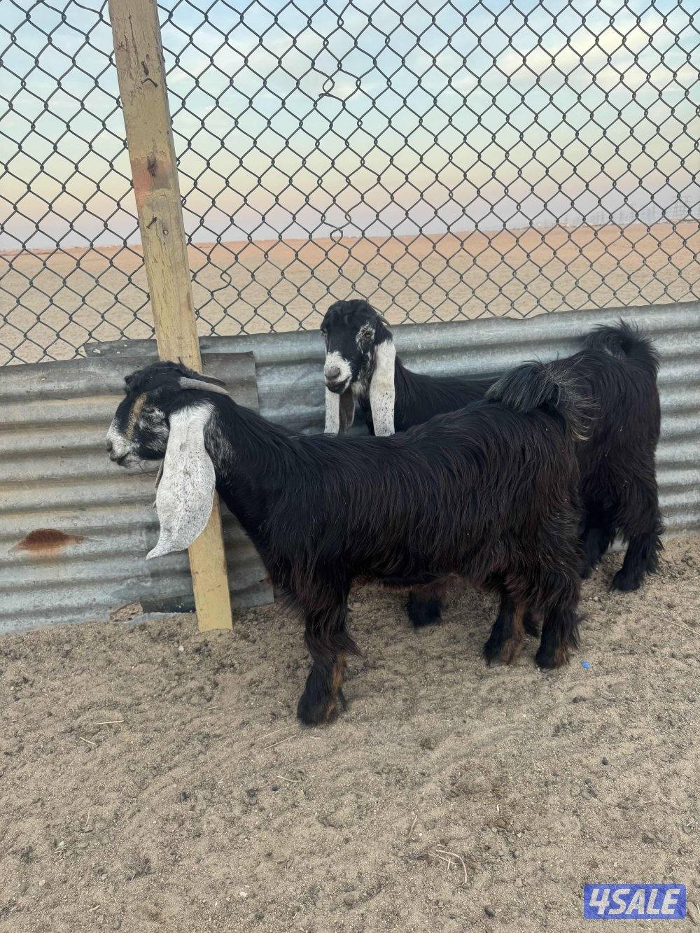 جذعات طيبه5