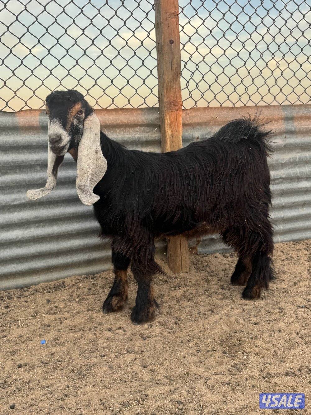 جذعات طيبه6