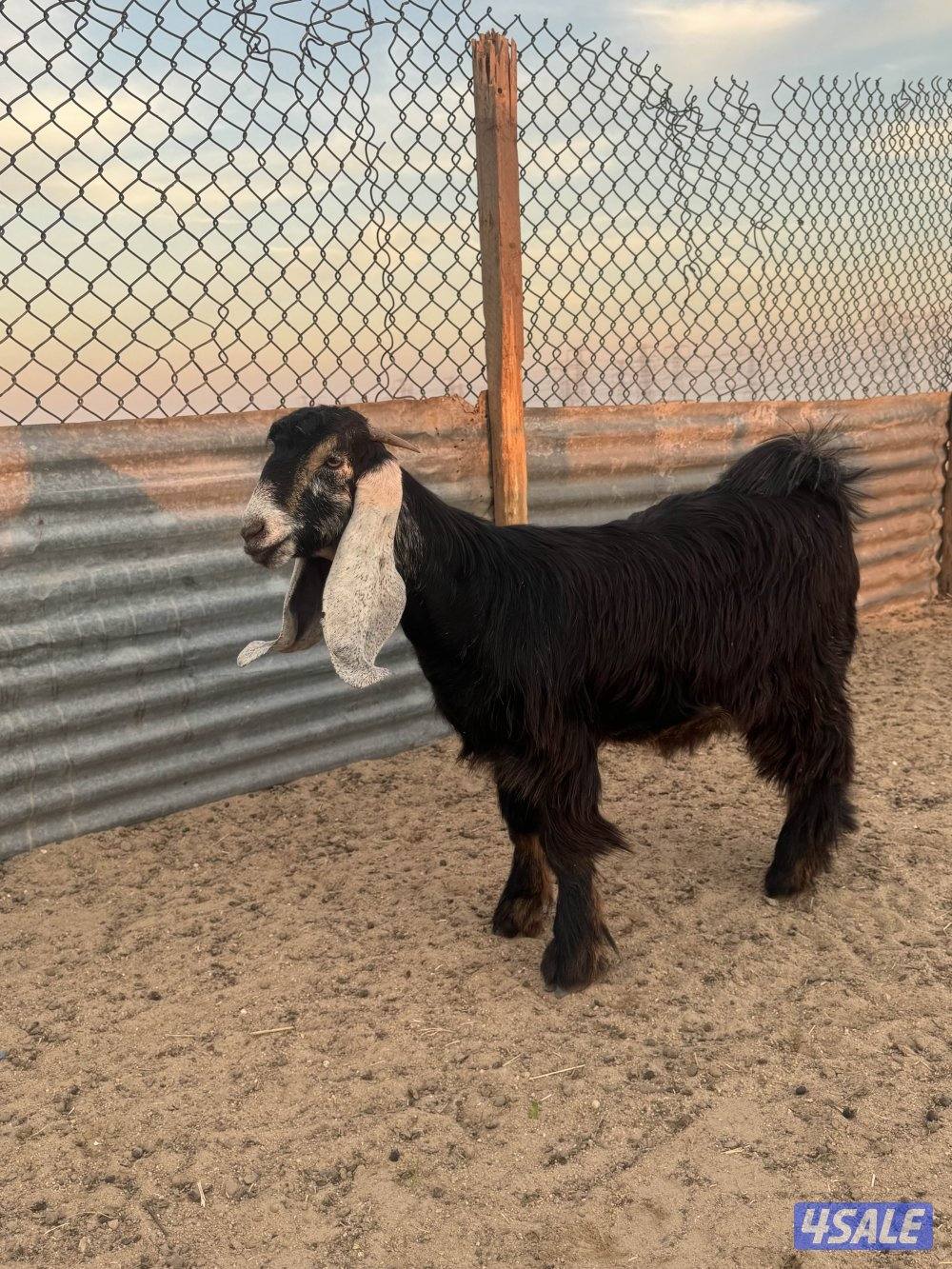 جذعات طيبه7