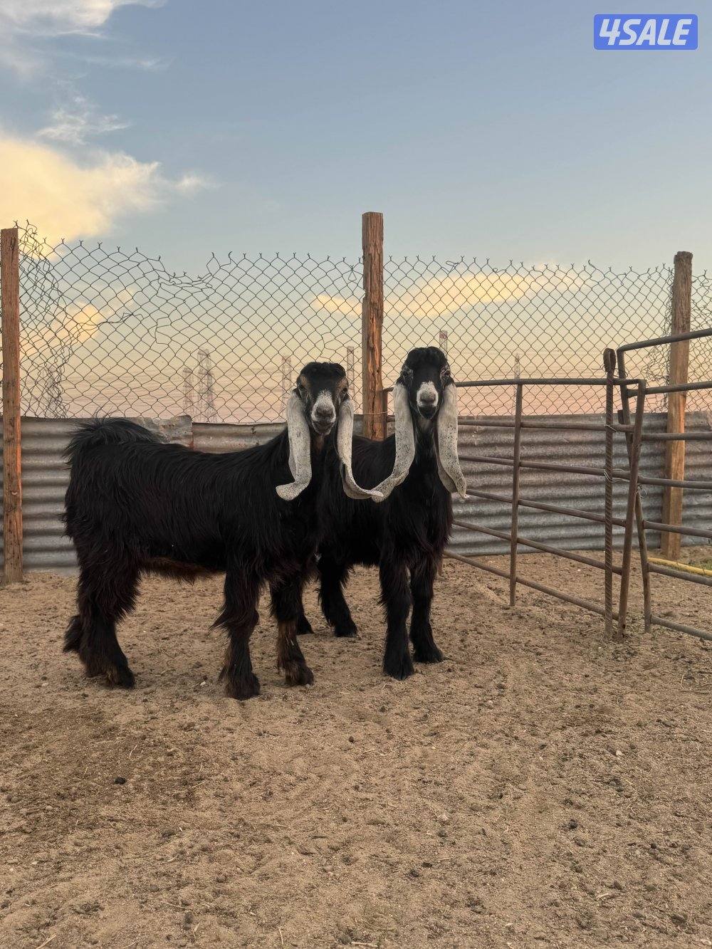 جذعات طيبه8