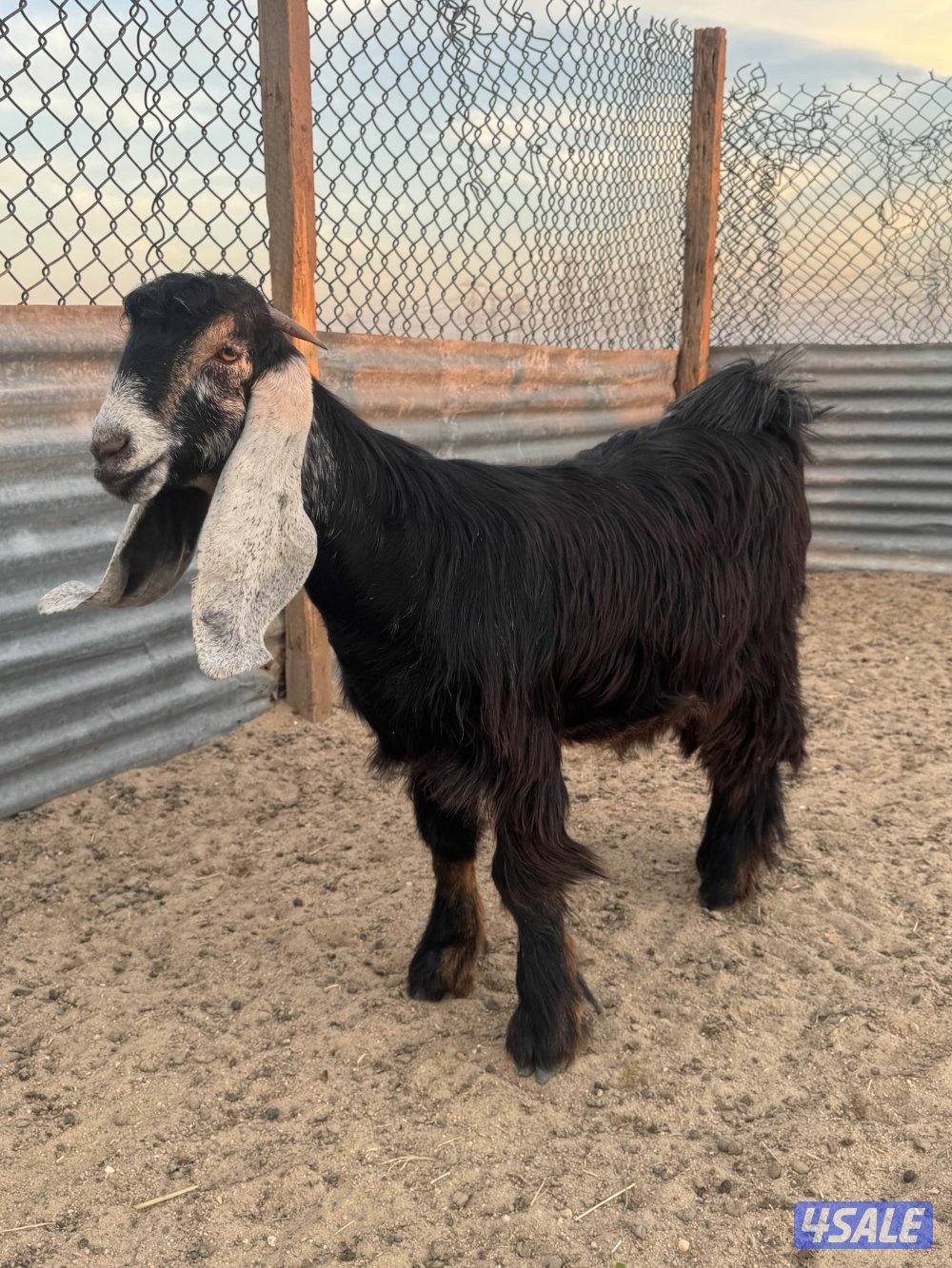 جذعات طيبه9