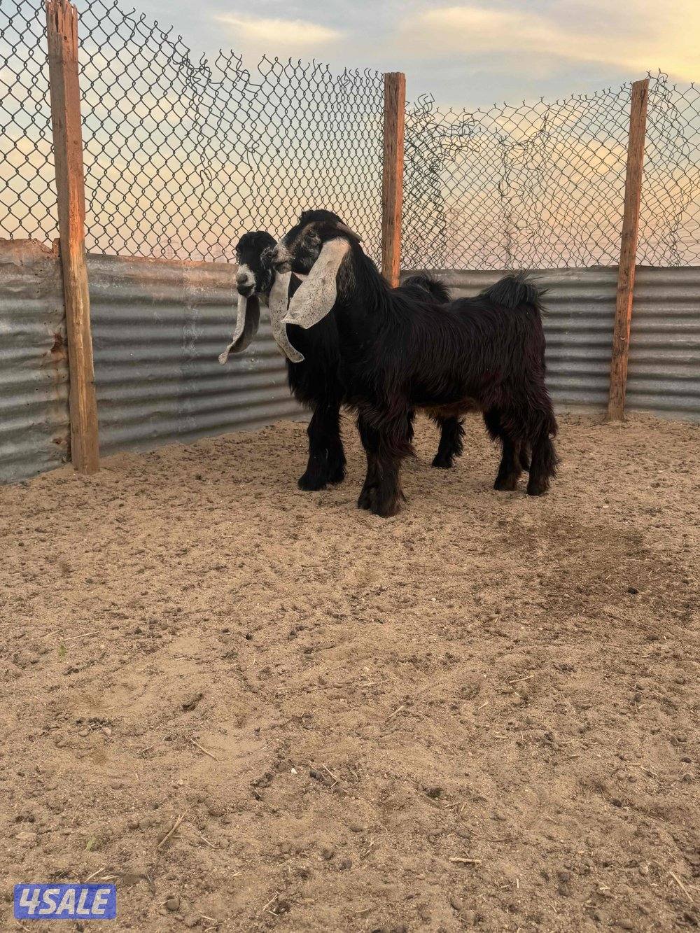 جذعات طيبه10