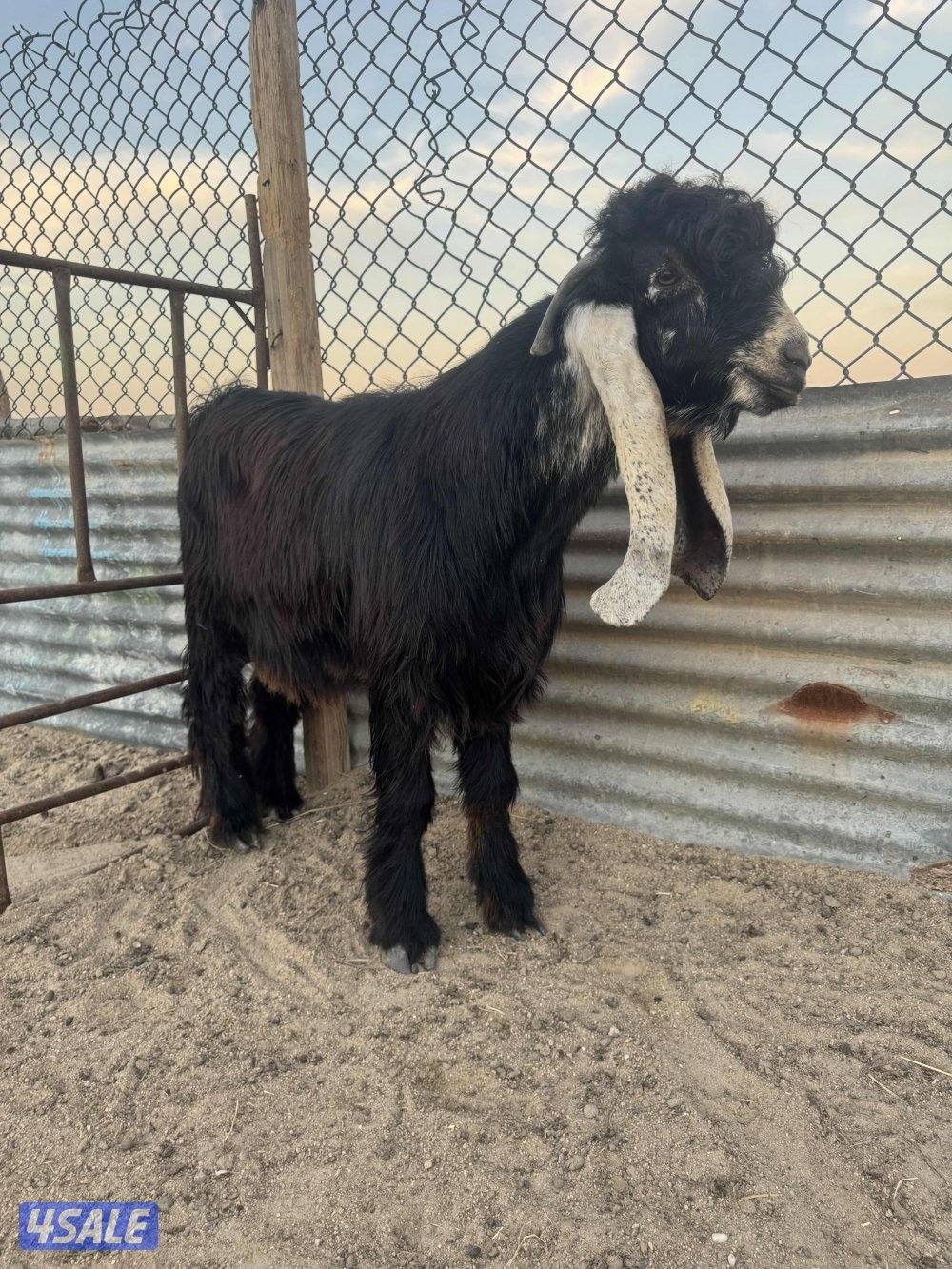 جذعات طيبه11