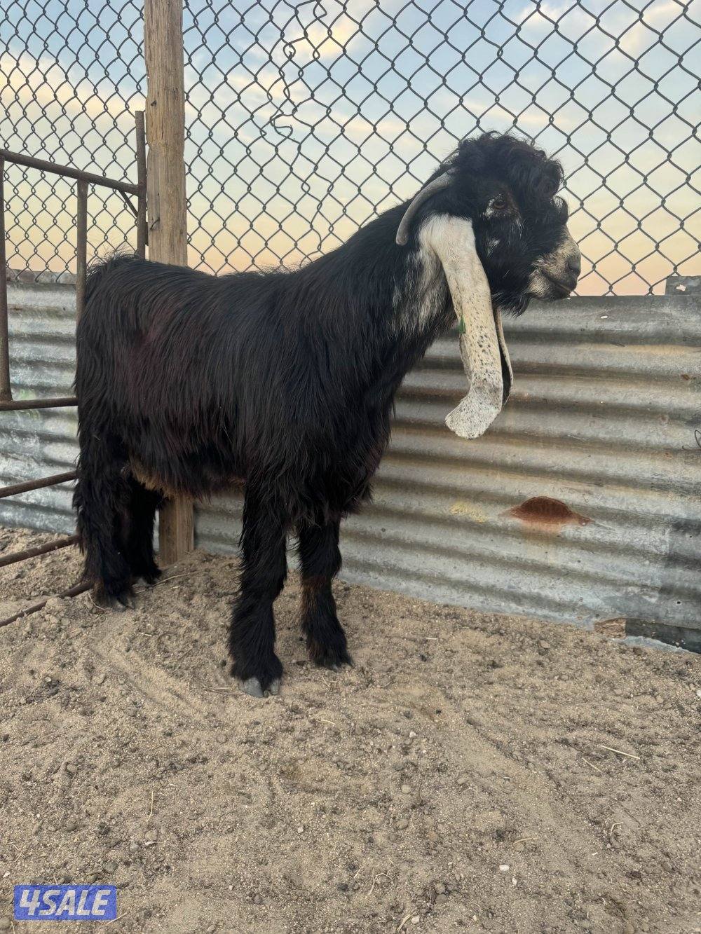 جذعات طيبه12