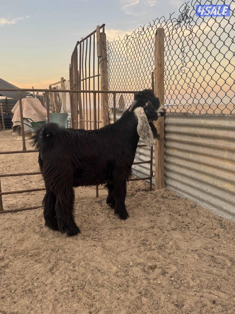 جذعات طيبه14