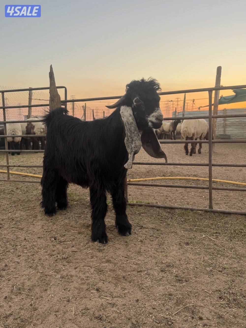 جذعات طيبه15