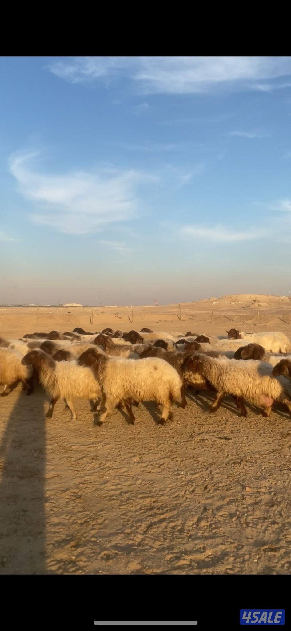 للبيع غنم0