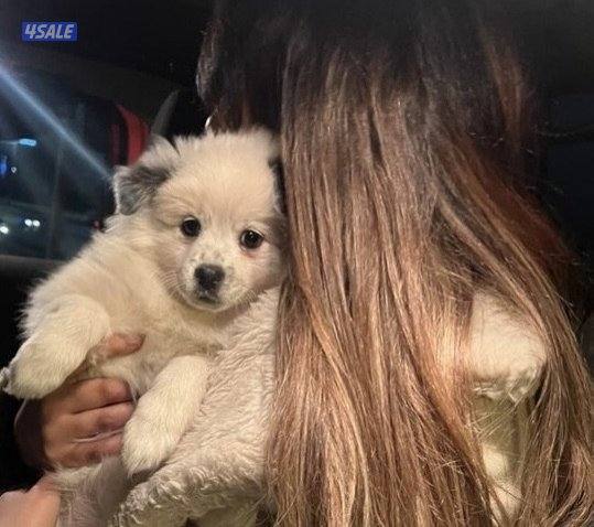 للبيع بوميرينيان2