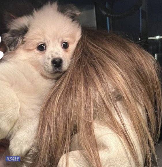 للبيع بوميرينيان3