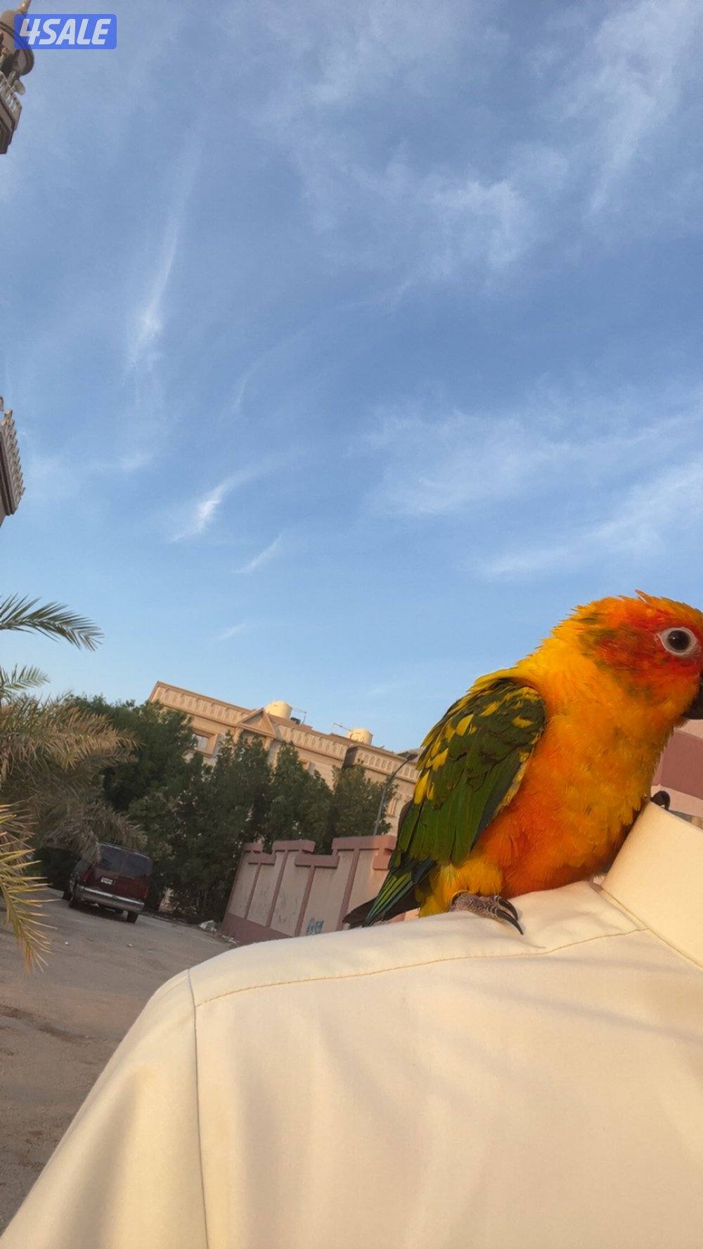 صن كنيور للبيع0