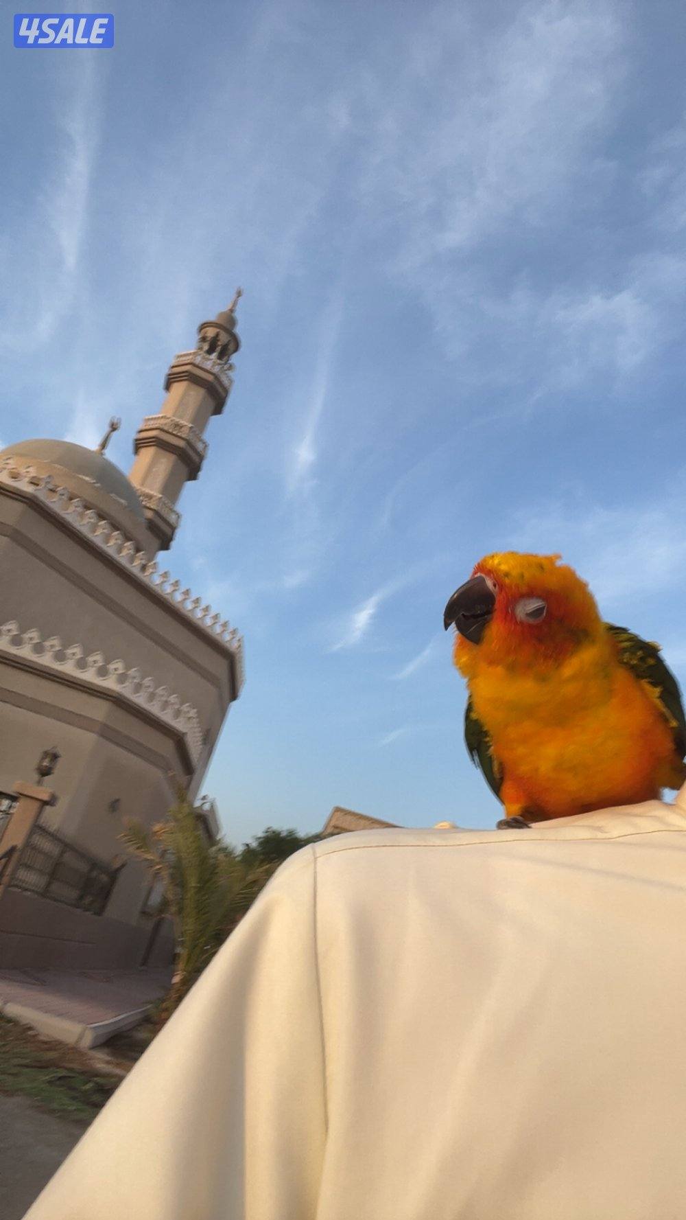 صن كنيور للبيع1