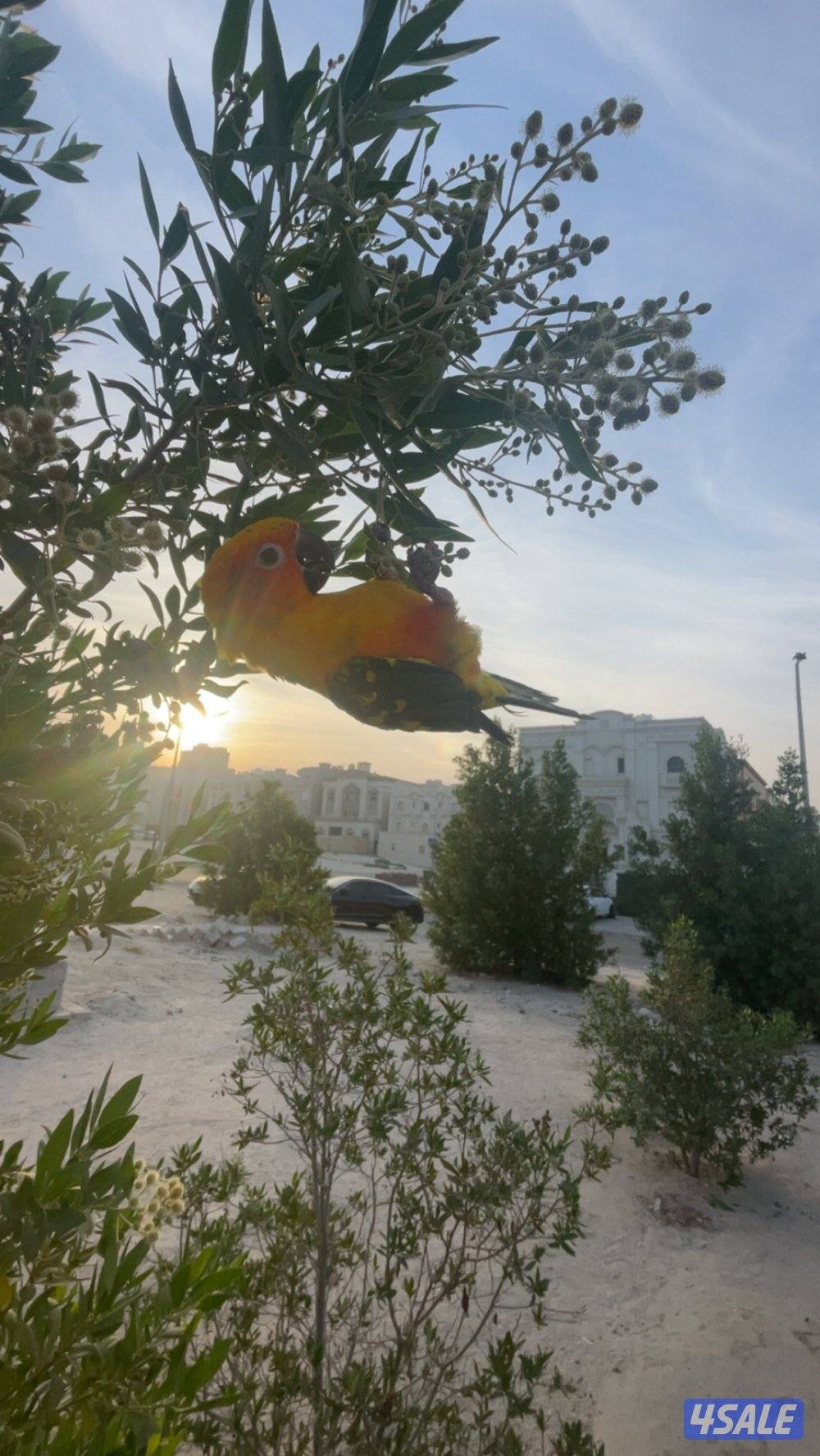 صن كنيور للبيع2