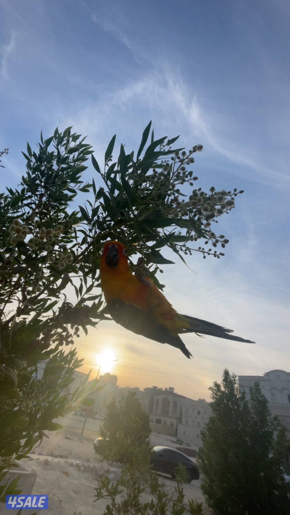 صن كنيور للبيع3