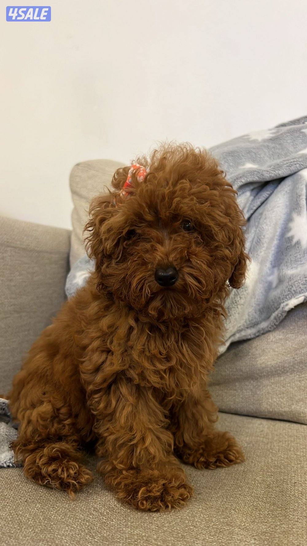 للبيع توي بودل1