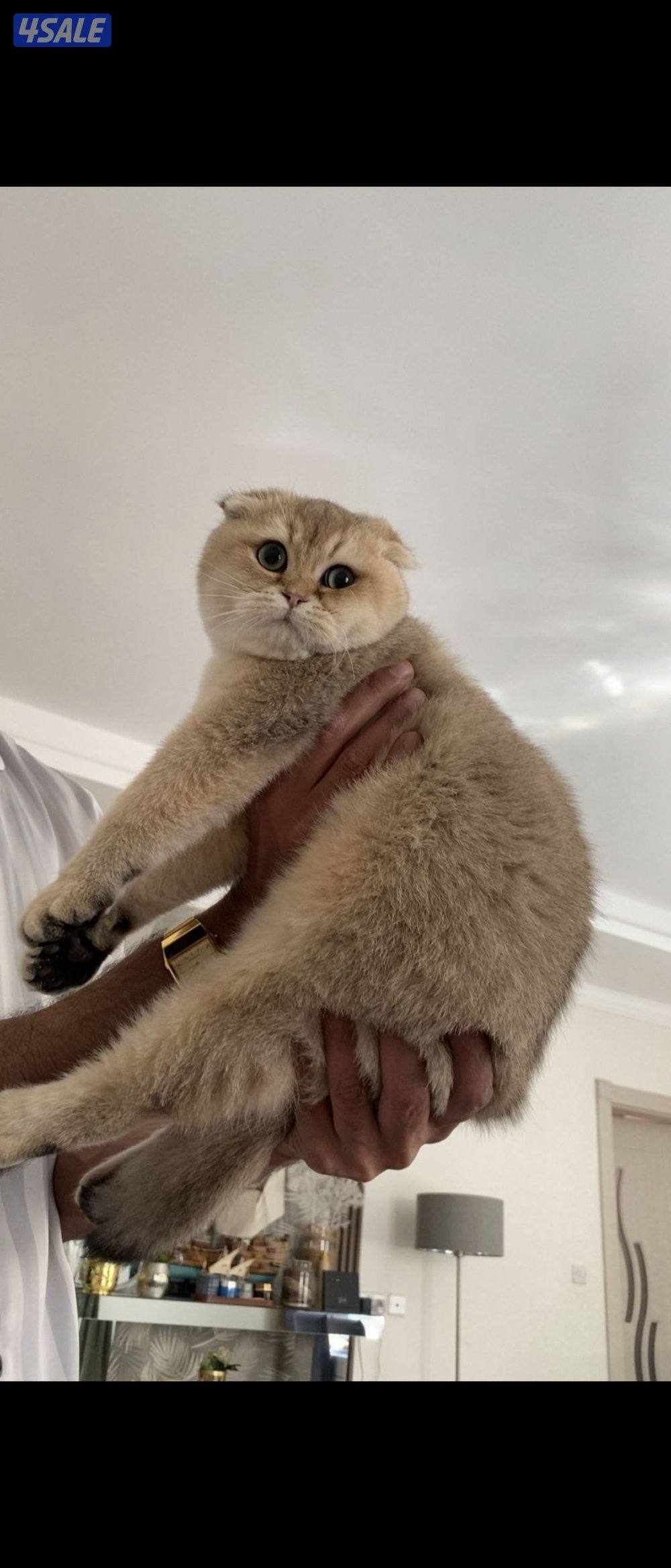 قطه سكوتش فولد رويال ذهبي نسل طيب0