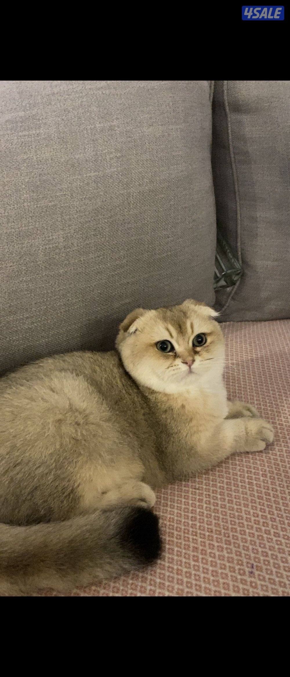 قطه سكوتش فولد رويال ذهبي نسل طيب1