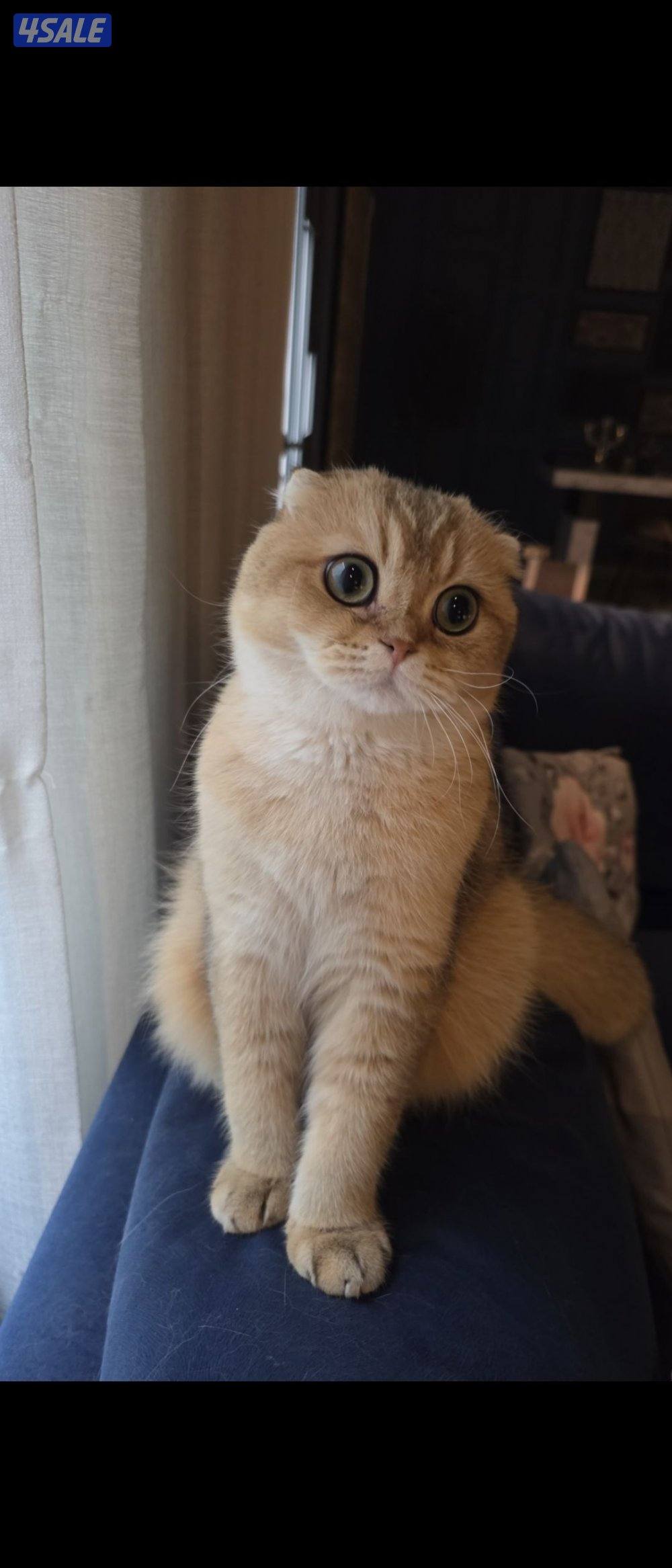 قطه سكوتش فولد رويال ذهبي نسل طيب2