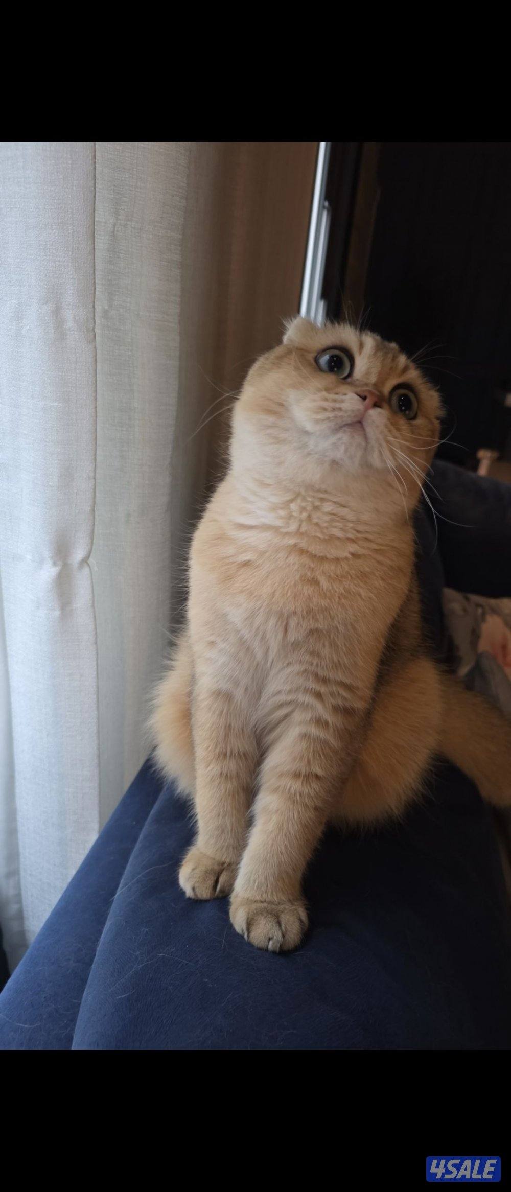 قطه سكوتش فولد رويال ذهبي نسل طيب3