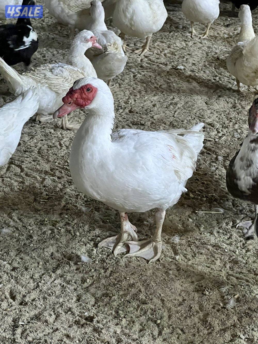 للبيع بط مصري مع الذبح والتنظيف0