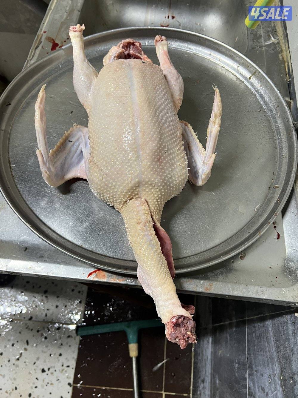 للبيع بط مصري مع الذبح والتنظيف1