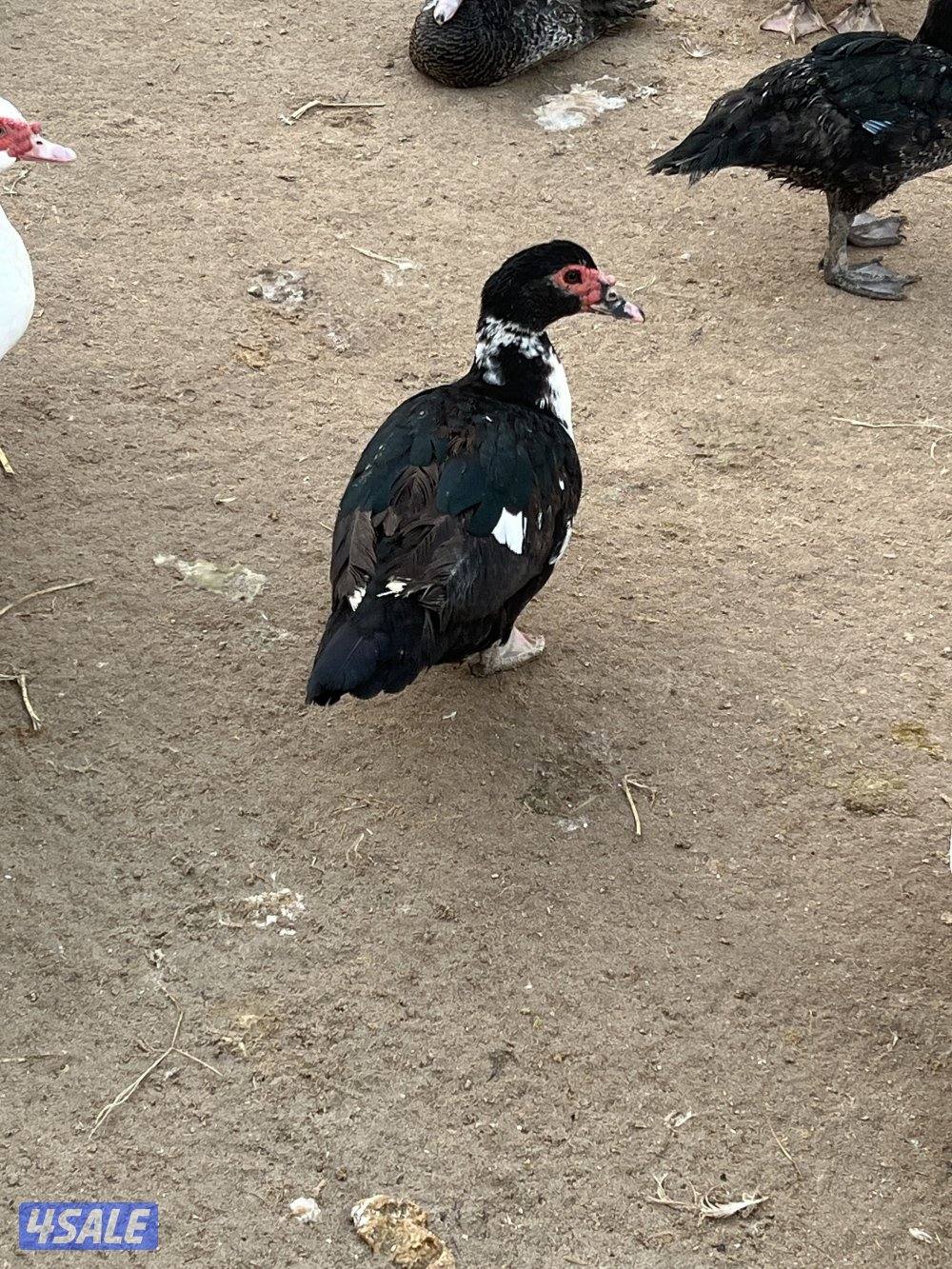 للبيع بط مصري مع الذبح والتنظيف3