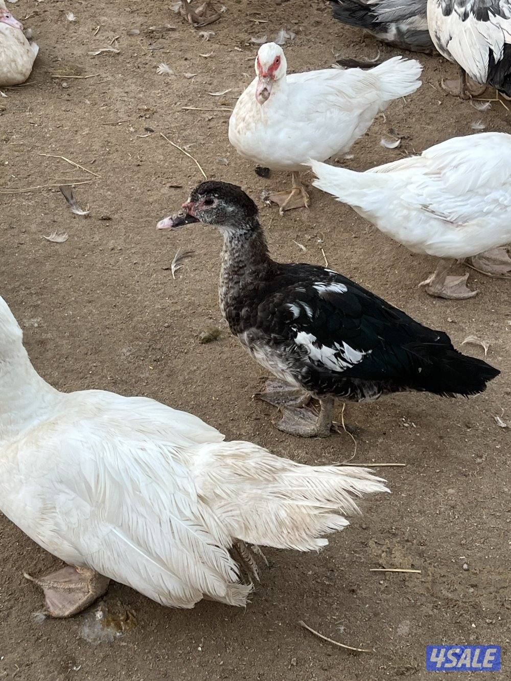 للبيع بط مصري مع الذبح والتنظيف4