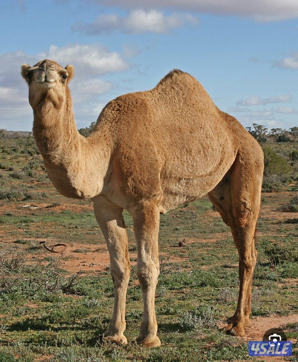 نشتري جميع الحلال0