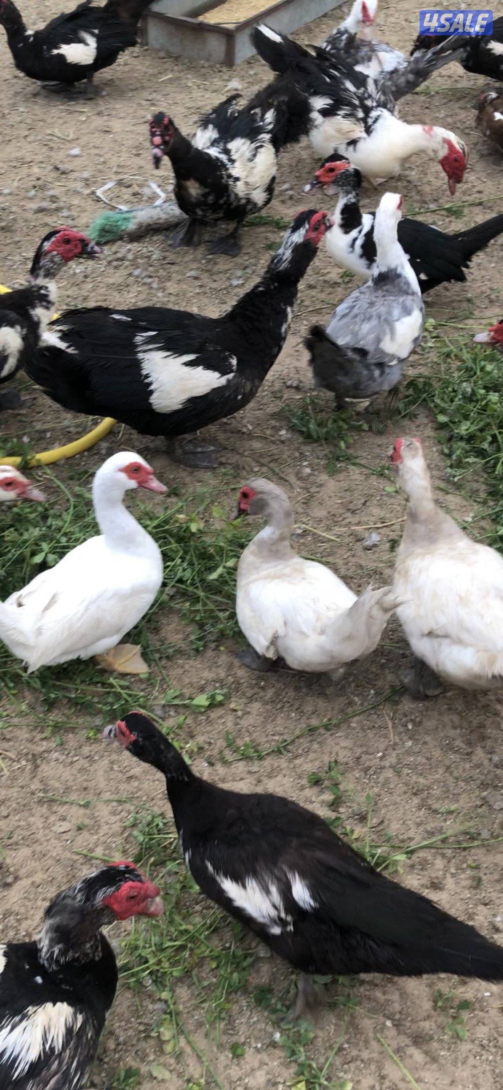 للبيع بط مصري مسكوفي0