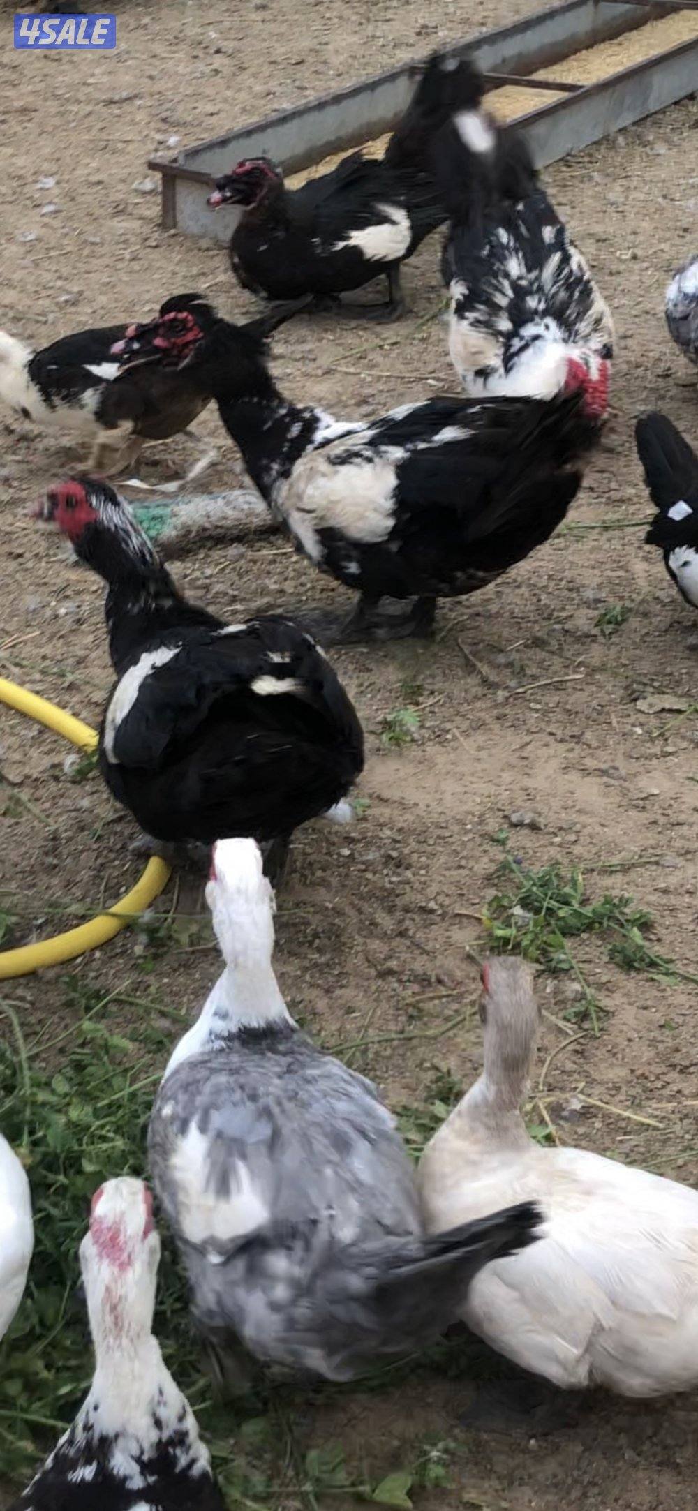 للبيع بط مصري مسكوفي1