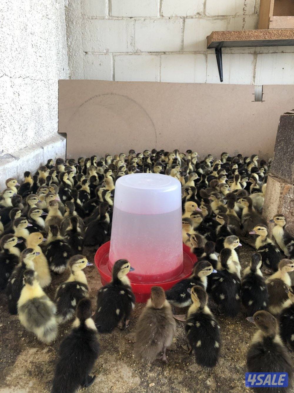 للبيع بط مصري مسكوفي3