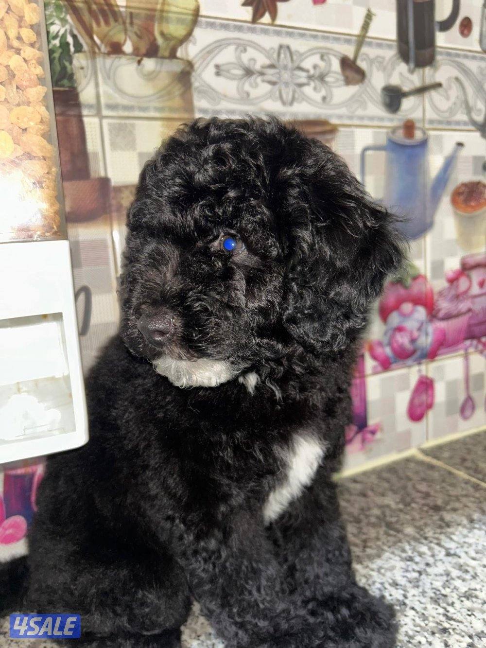 للبيع جراء بودل1