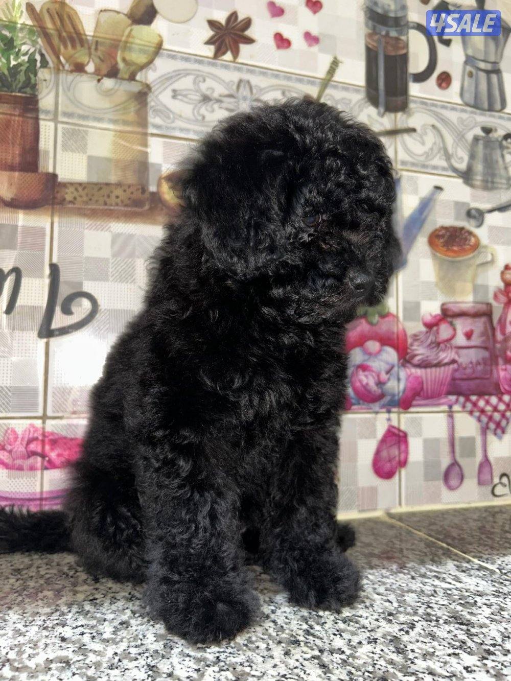 للبيع جراء بودل2