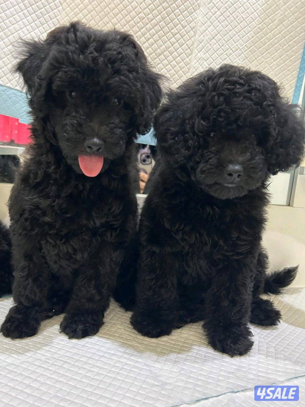 للبيع جراء بودل3