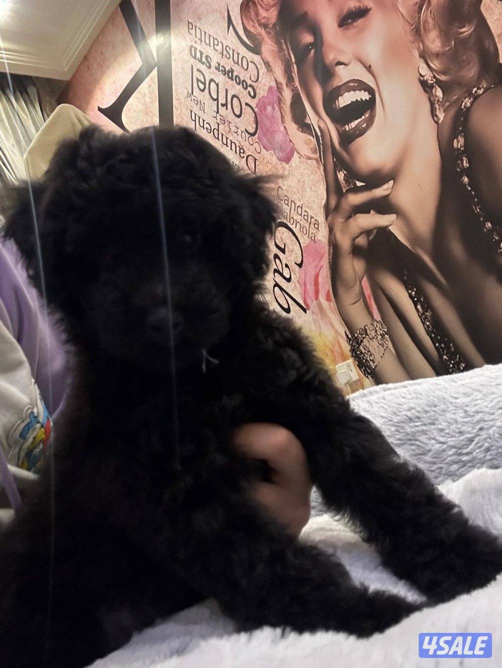 للبيع جراء بودل4