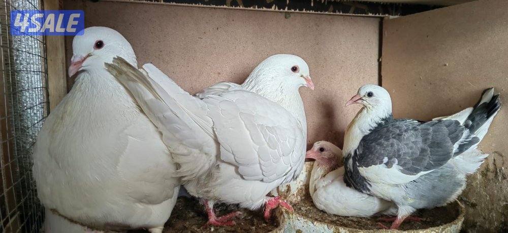 للبيع ازواج لاحم حمام فرنسي الشركه2